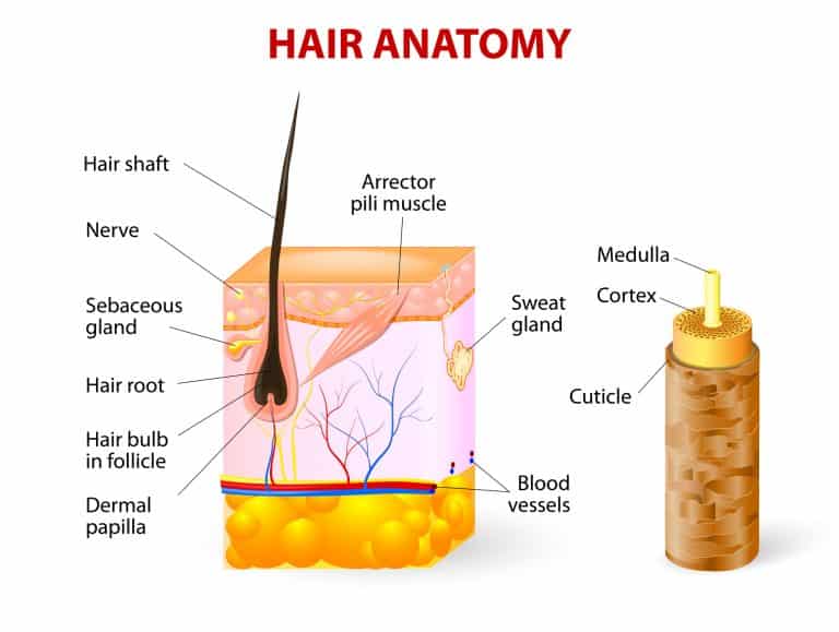 la cuticule dans un diagramme de cheveux