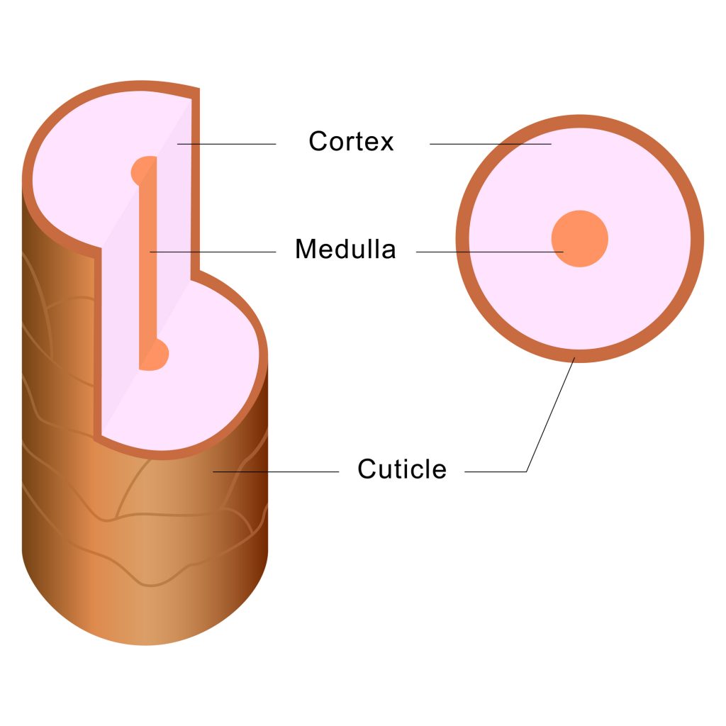 Structure de cheveu
