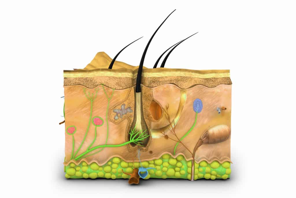 Anatomie de cheveu